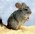 Tiernamen von A bis Z Namen f�r Tiere wie Hunde Katzen Nager und andere Kleins�ugetiere