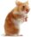 Nagetierern�hrung Ern�hrungstipps f�r Nager was darf ein Meerschweinchen Hamster Kaninchen  oder Ratten M�use Chinchillas fressen wie sieht eine gesunde artgerechte Nagetiermahlzeit aus