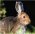 woran erkennt man einen guten seri�sen Z�chter ? Kann ich getrost ein Tier aus dem Tierheim holen ? Was muss ich / man beachten ?