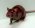 Tiernamen von A - Z f�r Ratten Meerschweinchen Hamster kaninchen M�use und andere Kleins�uger sowie Hunden und Katzen